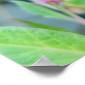 Monarch Butterfly Poster (Ecke)