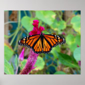 Monarch Butterfly Poster (Vorne)