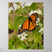 Monarch Butterfly Poster (Vorne)