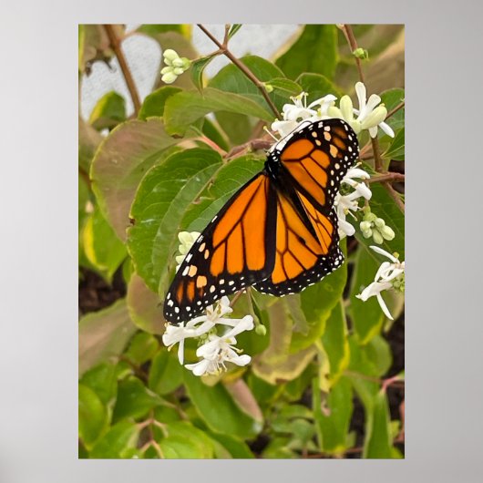 Monarch Butterfly Poster (Vorne)