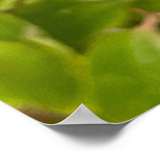 Monarch Butterfly Poster (Ecke)