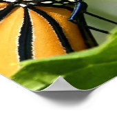 Monarch Butterfly Poster (Ecke)