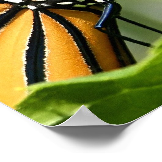 Monarch Butterfly Poster (Ecke)