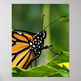 Monarch Butterfly Poster