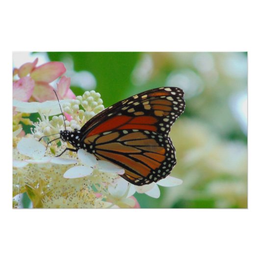 Monarch Butterfly Poster (Vorderseite)