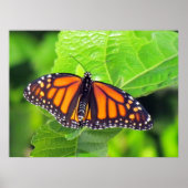 Monarch Butterfly Poster (Vorne)