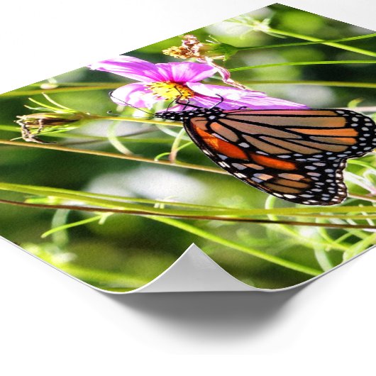 Monarch Butterfly Poster (Ecke)