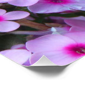 Monarch Butterfly Poster (Ecke)