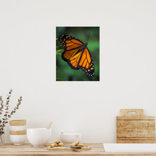 Monarch Butterfly Poster (Küche)