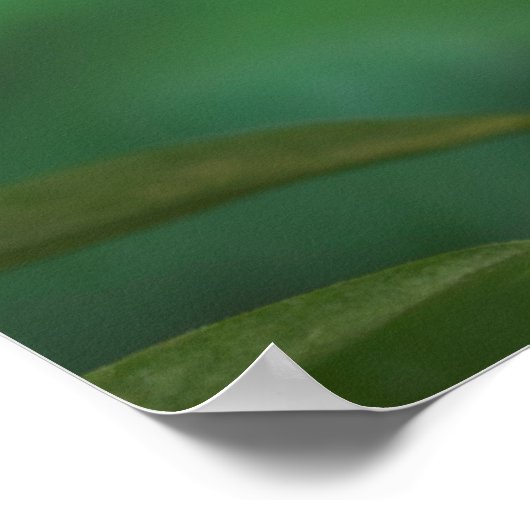 Monarch Butterfly Poster (Ecke)