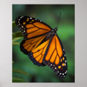 Monarch Butterfly Poster (Vorne)