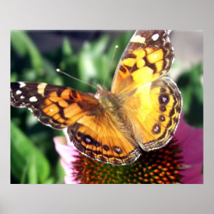 Monarch Butterfly Poster