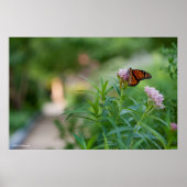 Monarch Butterfly Poster (Vorne)