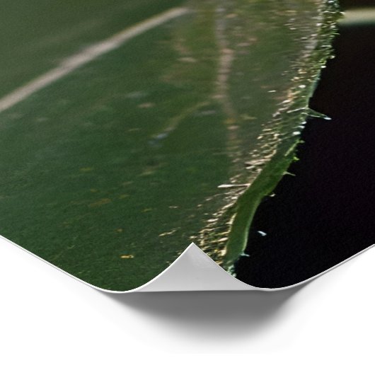 Monarch Butterfly Poster (Ecke)