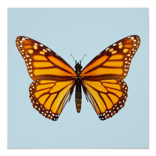 Monarch Butterfly Poster (Vorderseite)