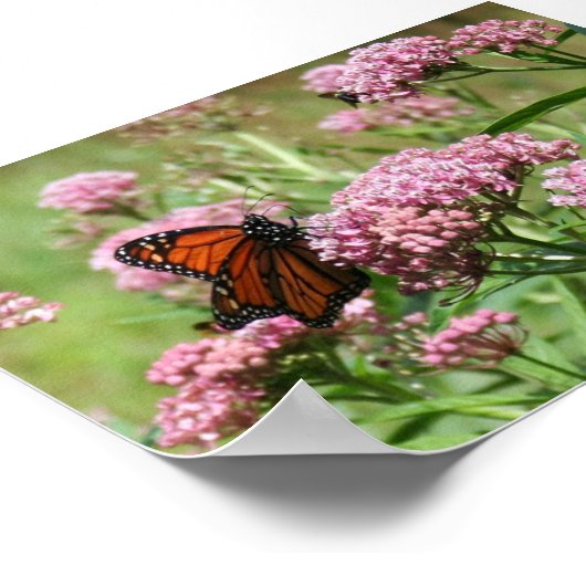 Monarch Butterfly-Poster Poster (Ecke)