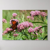 Monarch Butterfly-Poster Poster (Vorne)