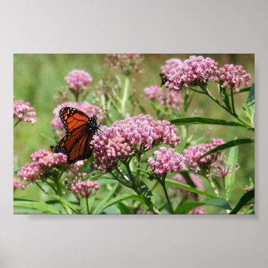 Monarch Butterfly-Poster Poster (Vorne)