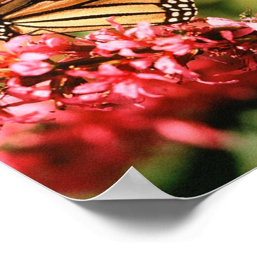 Monarch Butterfly-Poster Poster (Ecke)