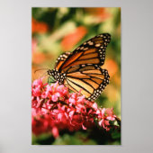 Monarch Butterfly-Poster Poster (Vorne)