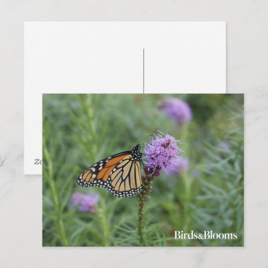 Monarch Butterfly Postkarte (Vorne/Hinten)