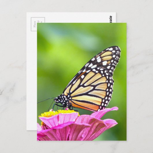 Monarch Butterfly Postkarte (Vorne/Hinten)
