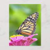 Monarch Butterfly Postkarte (Vorderseite)