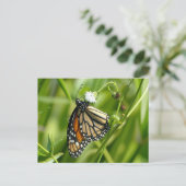 Monarch Butterfly - Postkarte (Stehend Vorderseite)