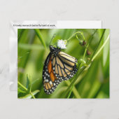 Monarch Butterfly - Postkarte (Vorne/Hinten)
