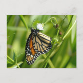Monarch Butterfly - Postkarte (Vorderseite)