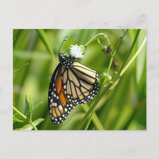 Monarch Butterfly - Postkarte (Vorderseite)