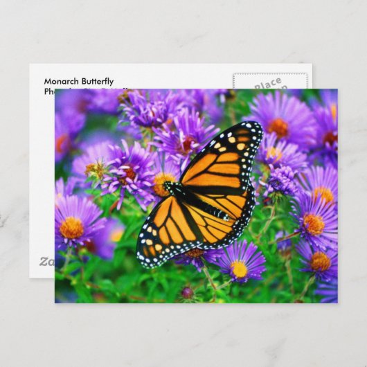 Monarch Butterfly Postkarte (Vorne/Hinten)