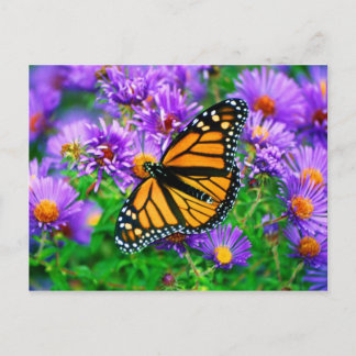 Monarch Butterfly Postkarte