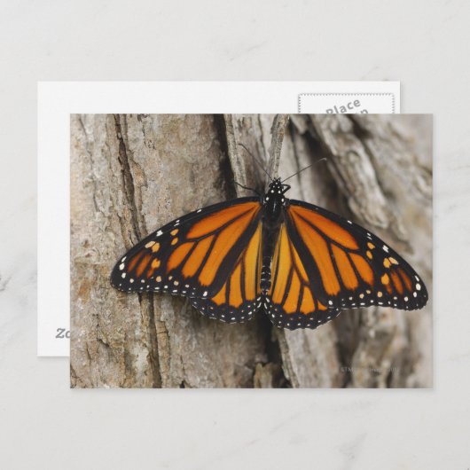 Monarch Butterfly Postkarte (Vorne/Hinten)