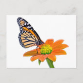 Monarch Butterfly Postkarte (Vorderseite)