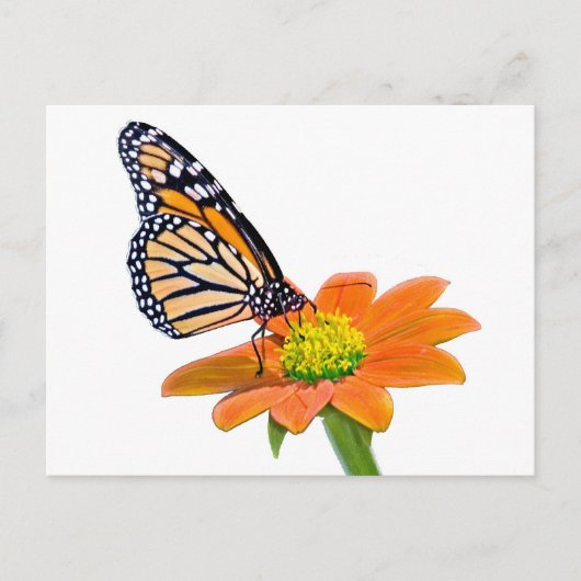 Monarch Butterfly Postkarte (Vorderseite)