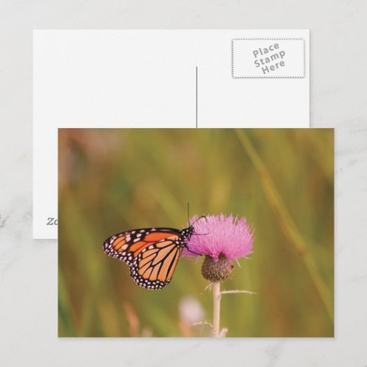 Monarch Butterfly Postkarte (Vorne/Hinten)
