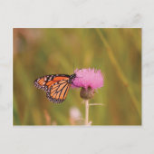 Monarch Butterfly Postkarte (Vorderseite)