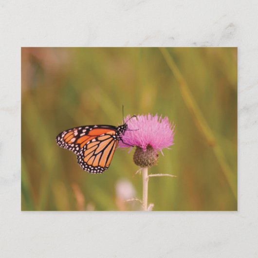 Monarch Butterfly Postkarte (Vorderseite)