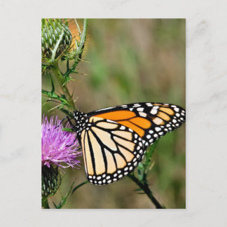 Monarch Butterfly Postkarte