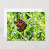 Monarch Butterfly Postkarte (Vorne/Hinten)