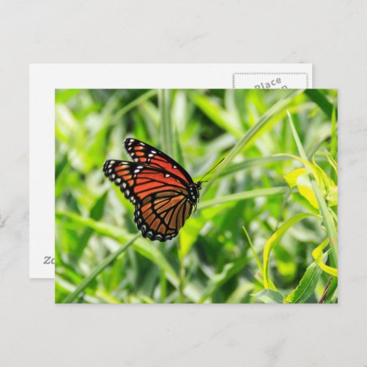 Monarch Butterfly Postkarte (Vorne/Hinten)