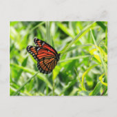Monarch Butterfly Postkarte (Vorderseite)