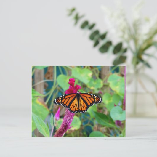 Monarch Butterfly Postkarte (Stehend Vorderseite)