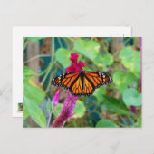 Monarch Butterfly Postkarte (Vorne/Hinten)