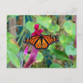 Monarch Butterfly Postkarte (Vorderseite)