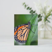 Monarch Butterfly Postkarte (Stehend Vorderseite)