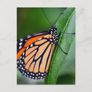 Monarch Butterfly Postkarte