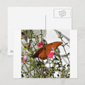 Monarch Butterfly Postkarte (Vorne/Hinten)