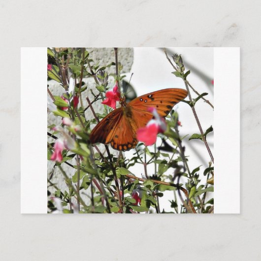 Monarch Butterfly Postkarte (Vorderseite)